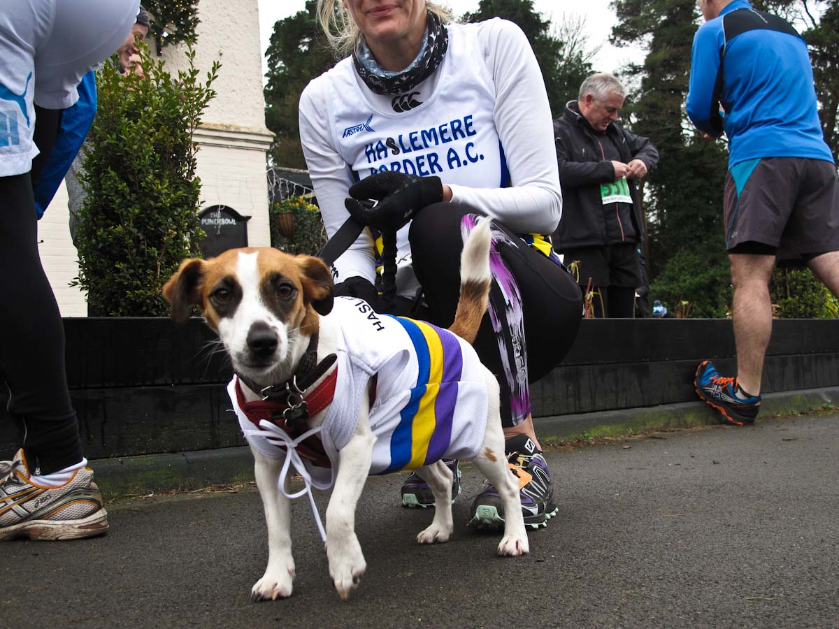 Haslemere Border team Dog